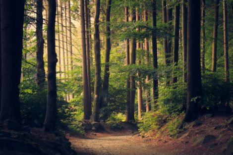3 lições de liderança que você pode aprender com a natureza